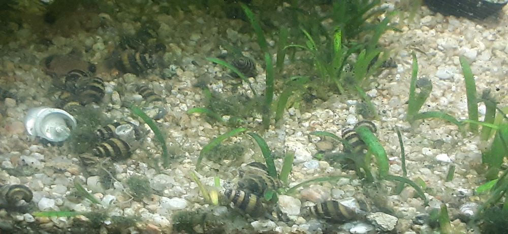 Аквариумные улитки