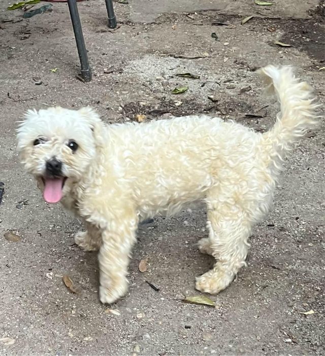 Metis bichon pui, gratuit