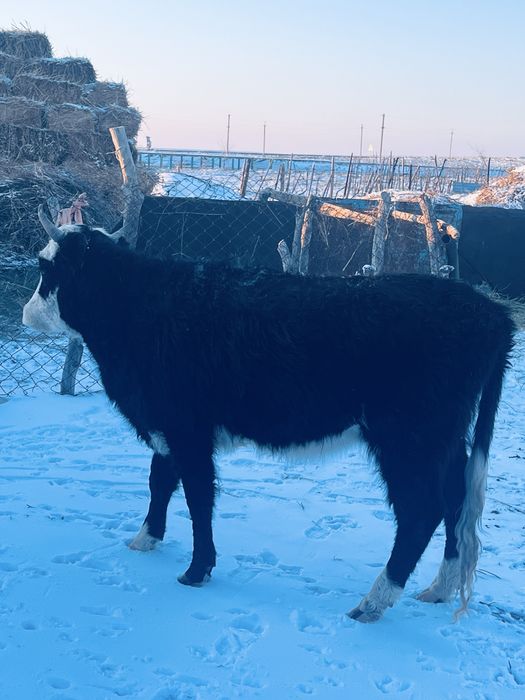 Туатын буаз сйыр сатылады