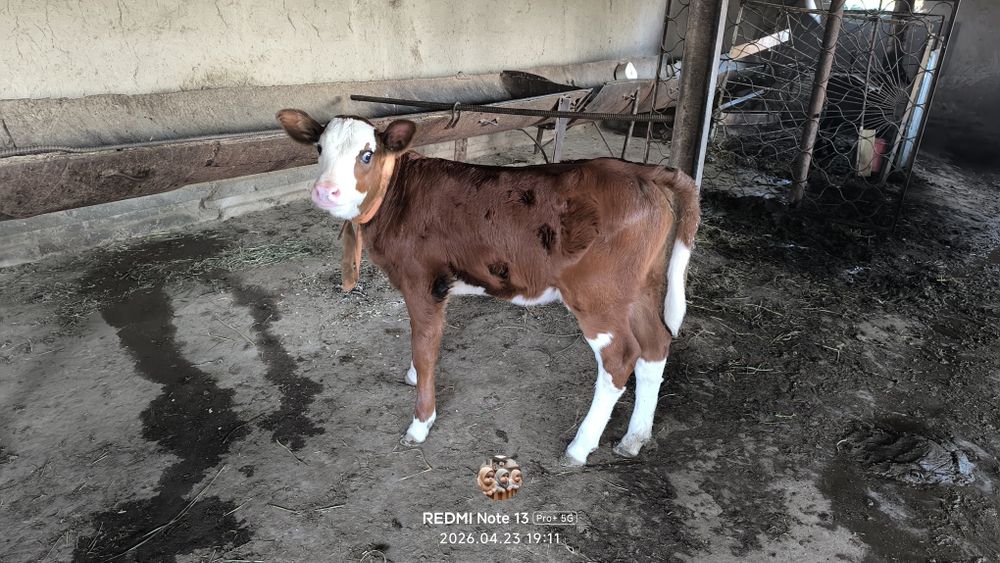 Сигирларни сотамиз келишилган ҳолда