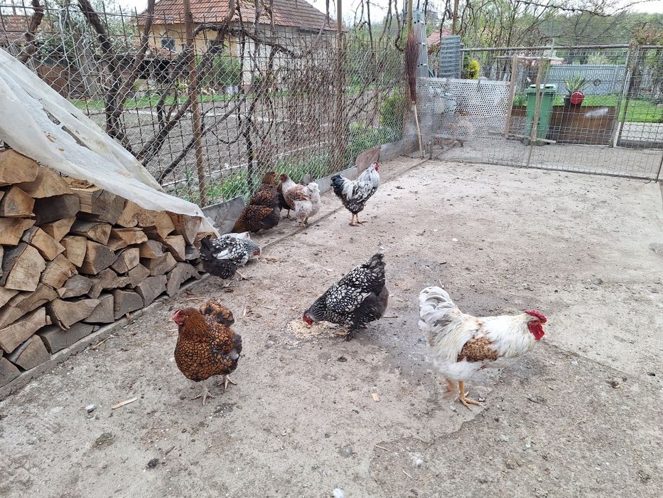 Vind găinii  wiadota și cocosi 150buc