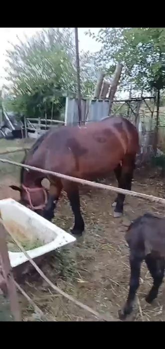 Vând iapa de 7 ani , gestanta .