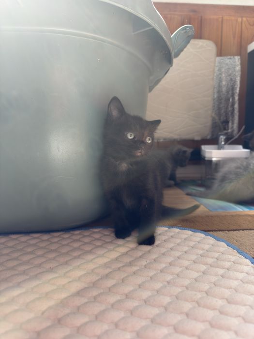 Отдам двух мальчишек !