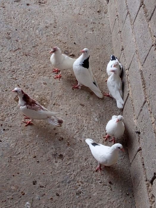 Жужалар сотилади