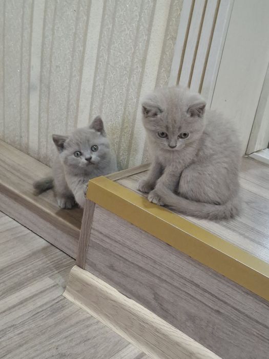 Британкие котята
