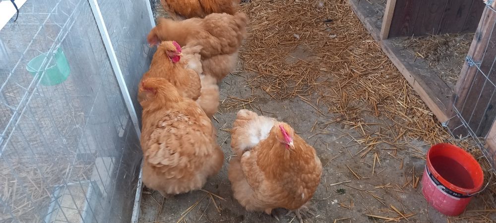 Cochinchina uriaș negru,Cochinchina uriaș galben și  Gersi giant