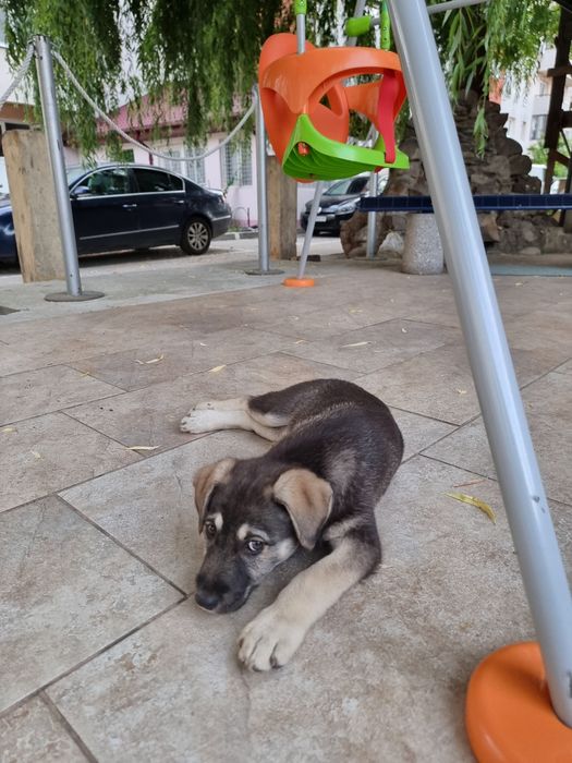 Adopție pui de cățel