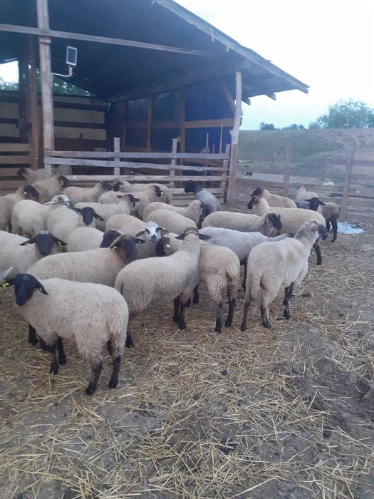 Mieluțe si berbeci de vânzare