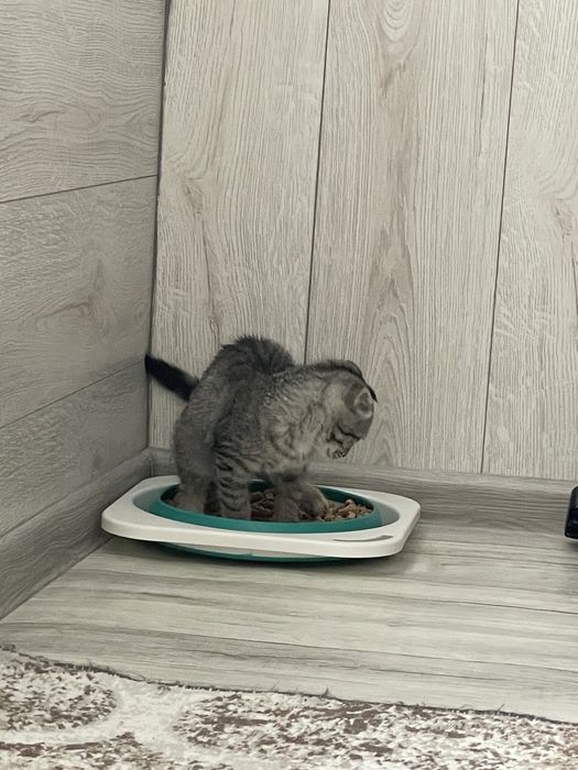 Вислоухи котенок бесплатно