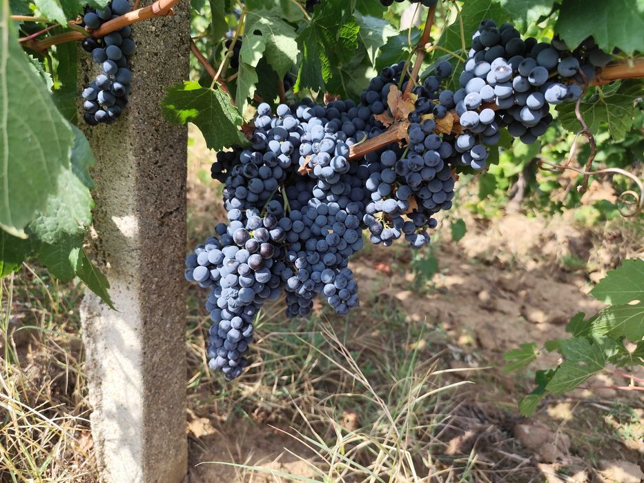 Продавам грозде Мерло и Мавруд