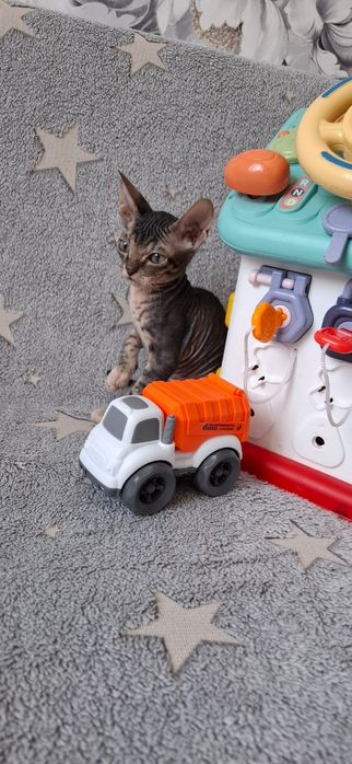 Милые котята канадского сфинкса