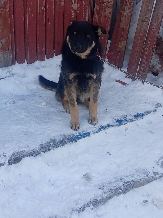 Овчарка сторожевая