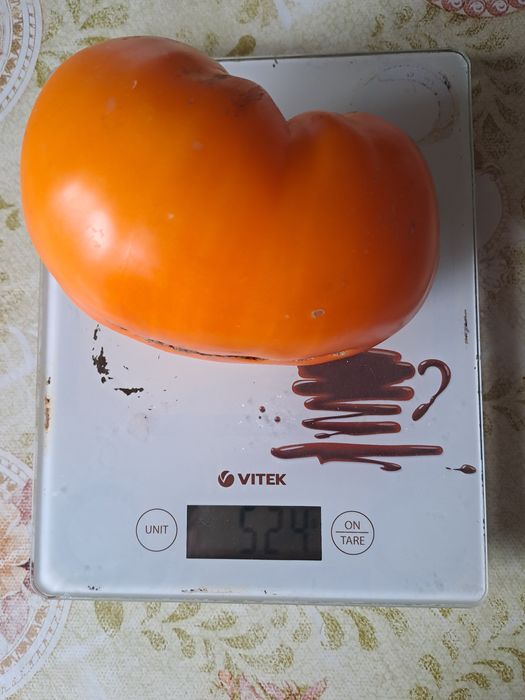 Коллекционные семена томатов