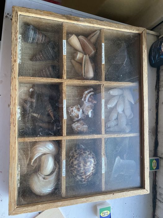 Ракушки для колекции