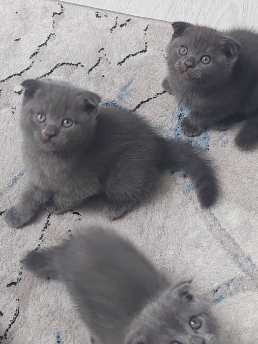 Котята, вислоухие.