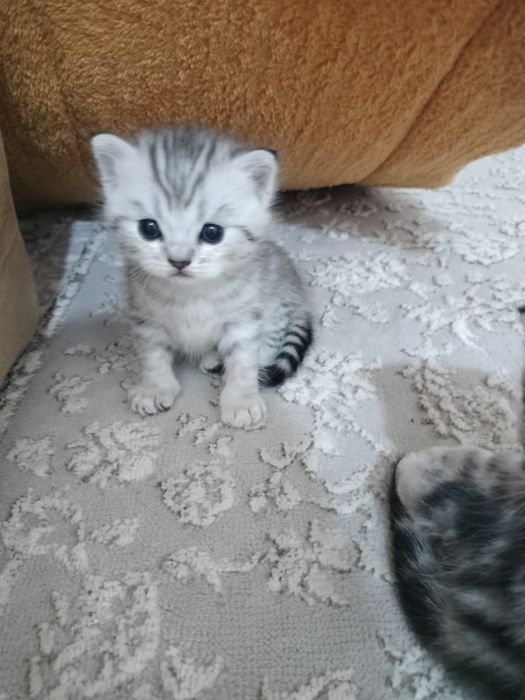 Шотландские вислоухие