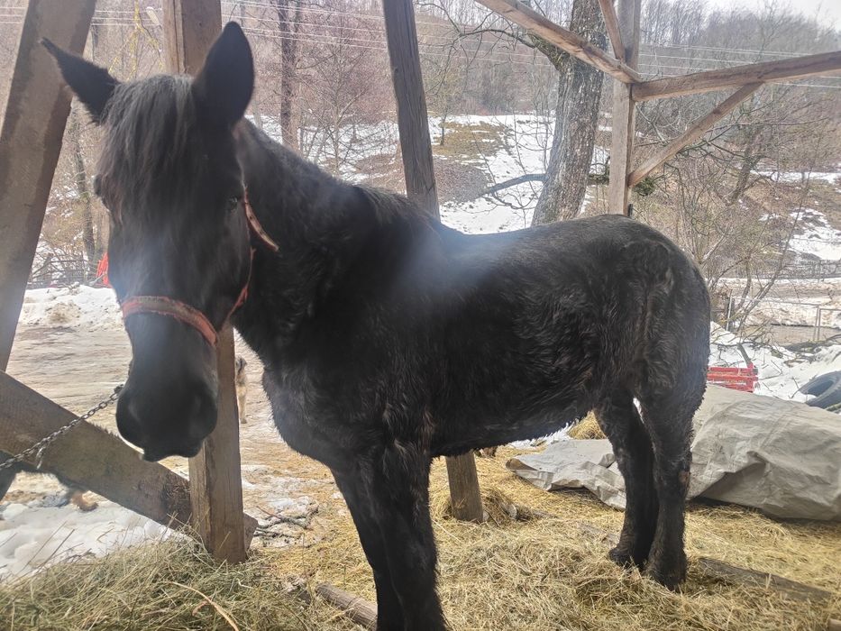 Vând cal foarte cuminte