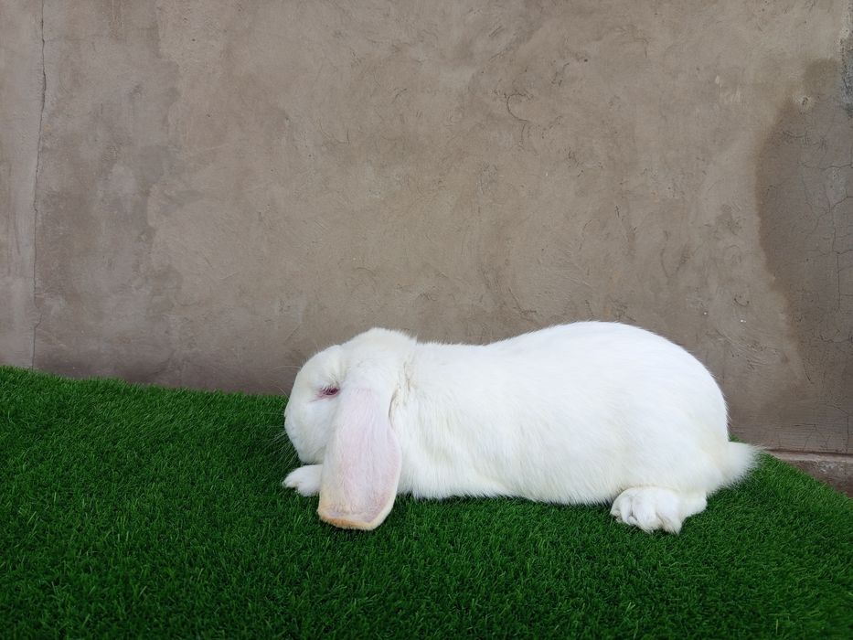 Кролик Французский баран