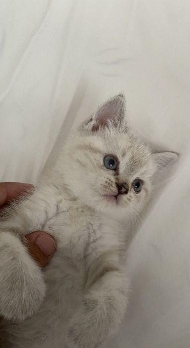 (скоттиш-страйт) с окрасом серебристая шиншилла.
