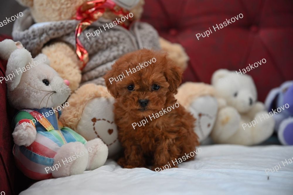 Той Пудел [toy poodle] БАБХ лицензиран развъдник