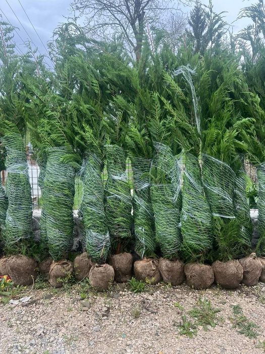 Leylandii uriași 3m pentru formarea unui gard viu, calitate premium!