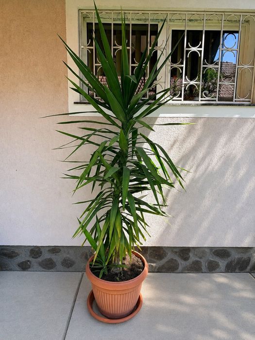Yucca in ghiveci - inaltime 175 cm