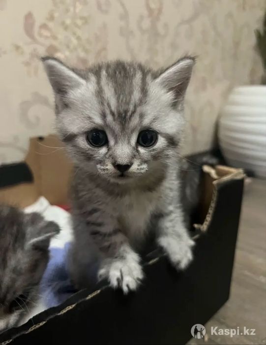 Шотландские котята бронь