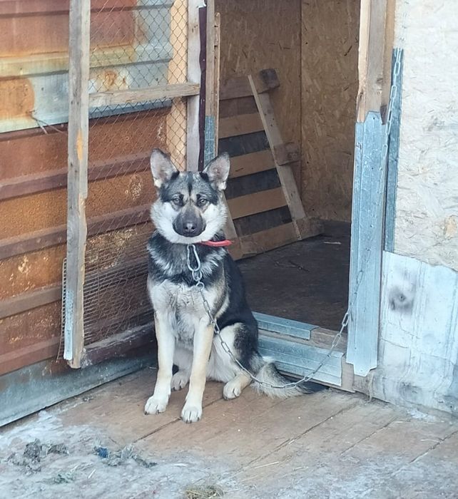 Ищет дом замечательная, добрая собака! Давайте ей поможем!