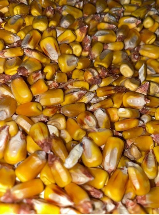 Vând porumb  calitate bună