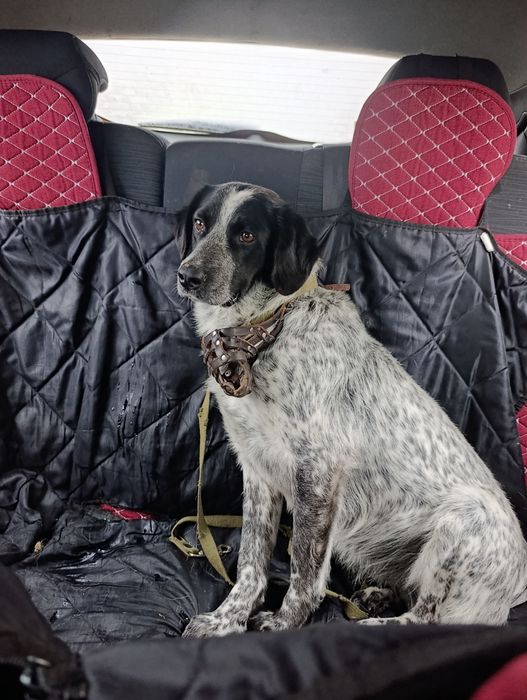 Собака в добрые руки, мальчик