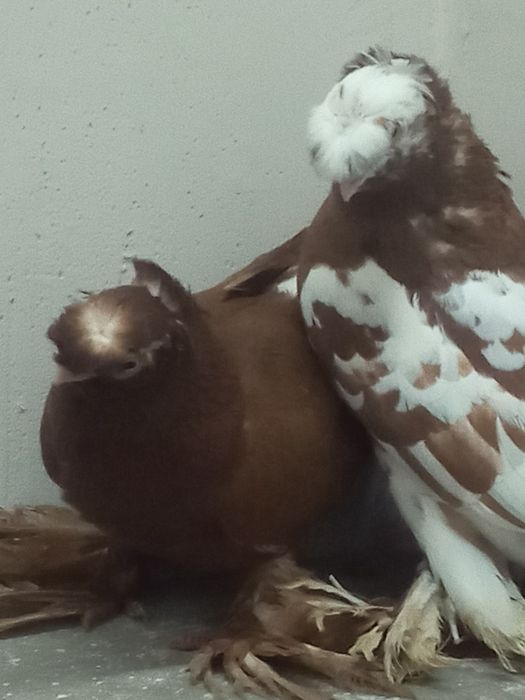 Продаётся пара чини двухчубые