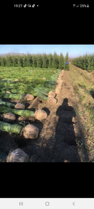 Copaci de vanzare Mesteacăn  Tei Platan Leylandii