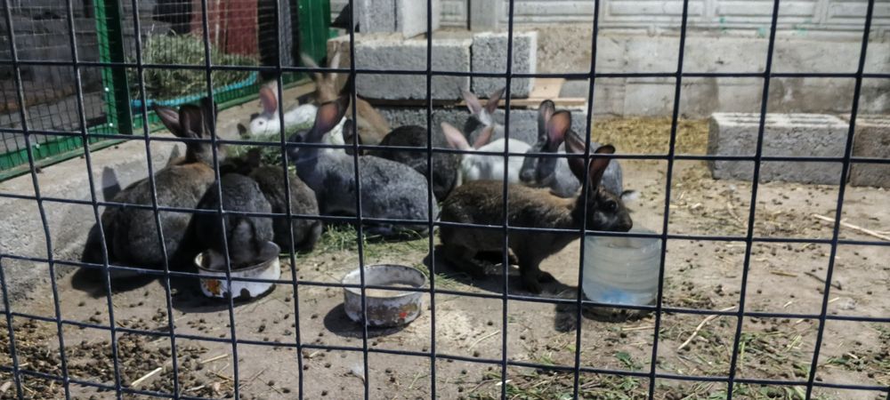 Продам кроликов молодых.