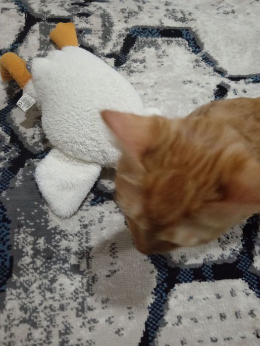 ОТДАМ ДАРОМ своего кота