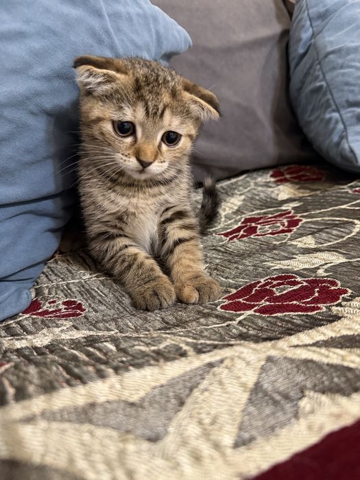 Продается котенок