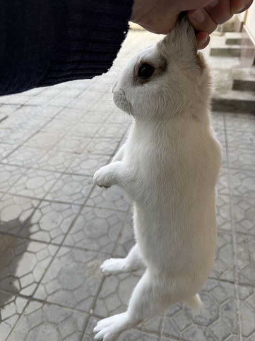 Сотилади  қуен тахминан  5-6  ойли