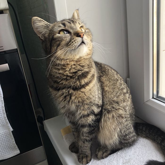 Животные . Кошки .