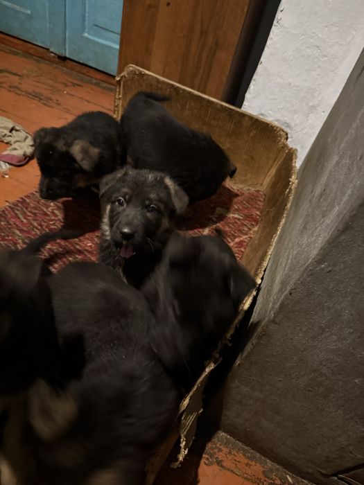 Щенки немецкой овчарки