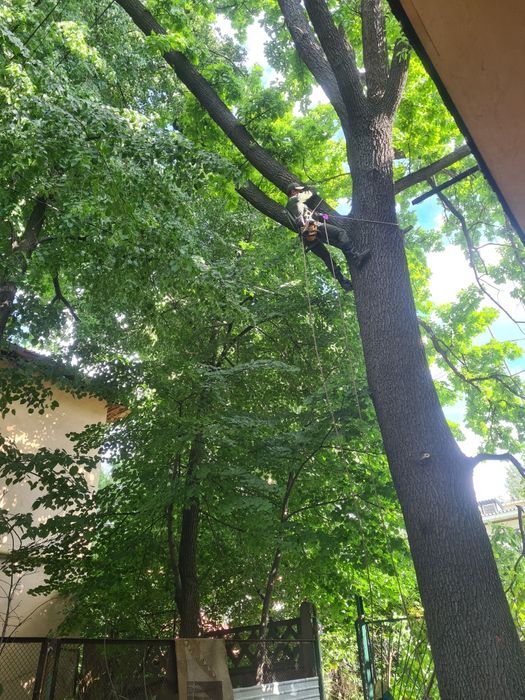 Спил деревьев обрезка плодовых