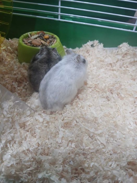 Caută altă casă hamsteri