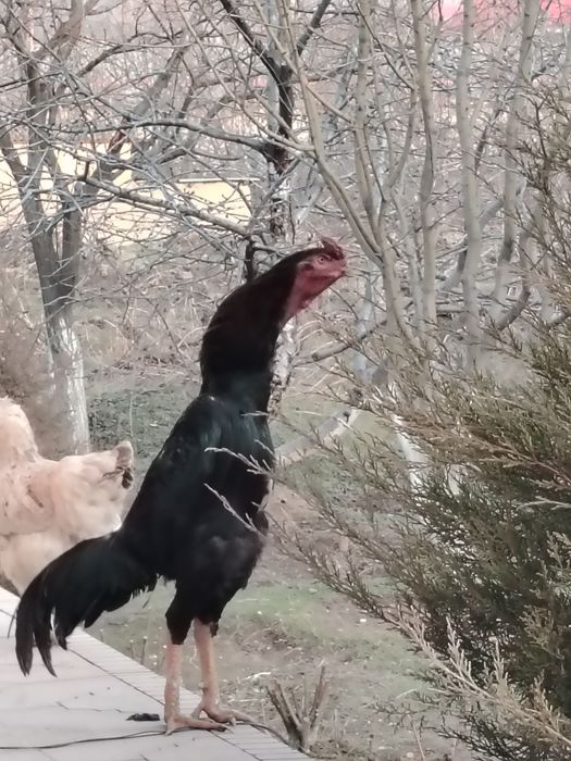 Talabalar jinsiy aloqa video onlayn