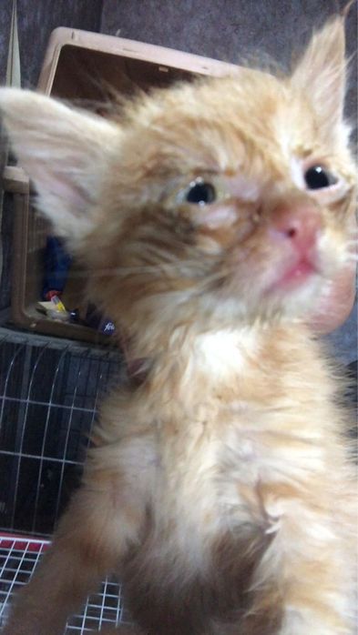 Ветеринар выезд на дом 24/7