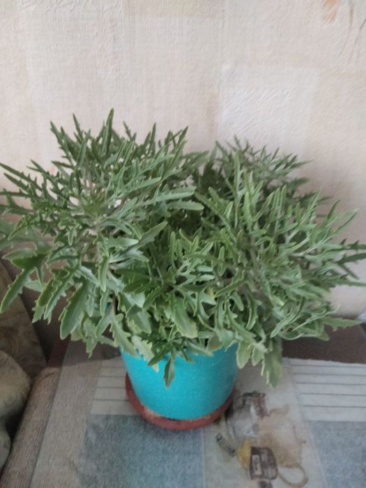 Цветы комнатные .