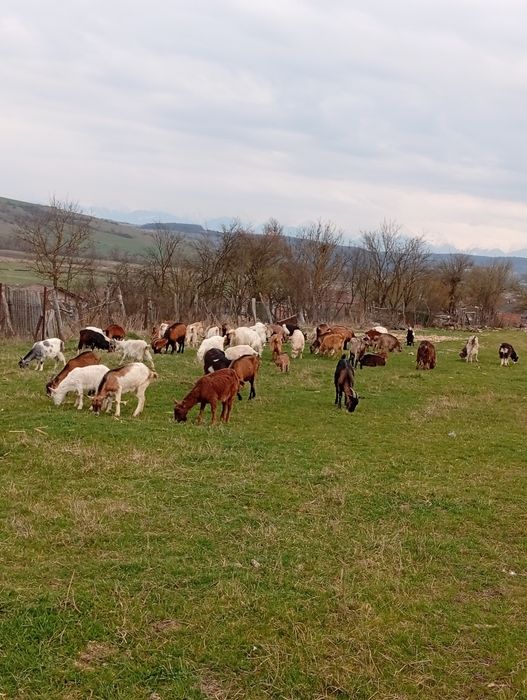 Capre de vânzare cu lapte și iede de anu trecut