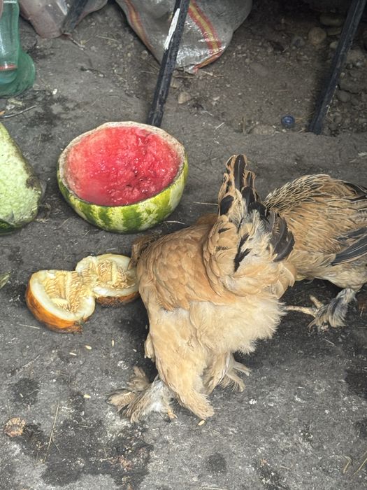Продам цыплят брамы