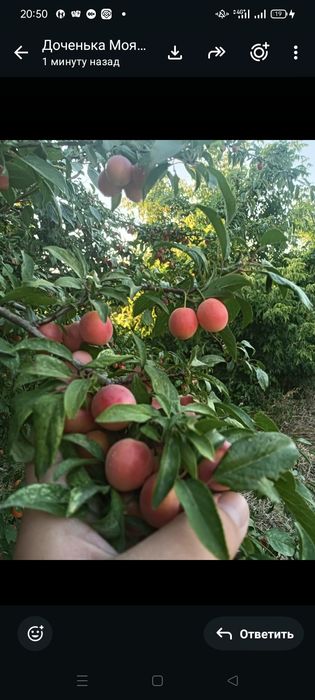 Продам алчу домашнюю