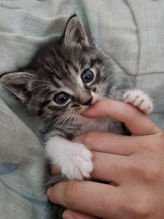 Отдам в добрые руки