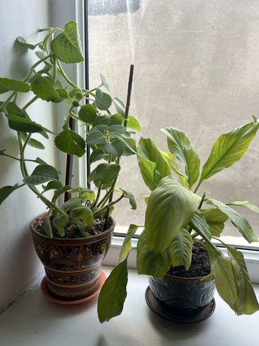 Комнатные цветы средние горшки