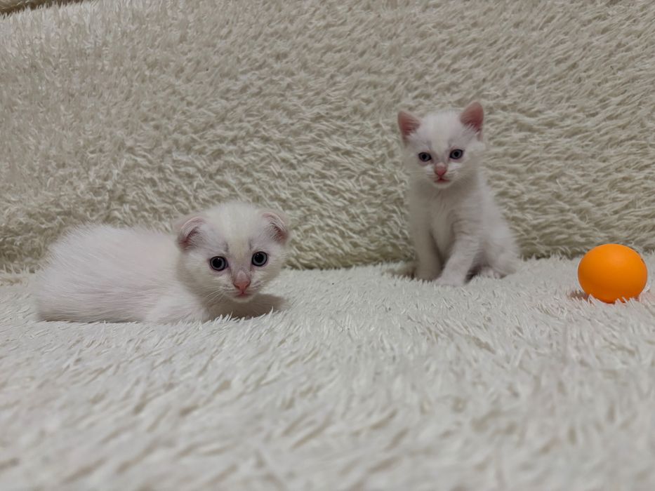 Отдам котёнка в добрые и ласковые руки