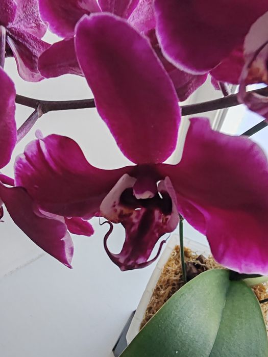 Орхидея фаленопсис